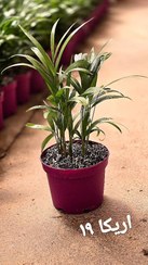 تصویر اریکا 