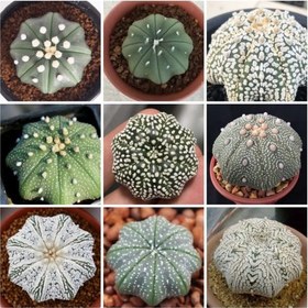 تصویر بذر آستریاس میراکل استارشیب بسته ۱۰ عددی 