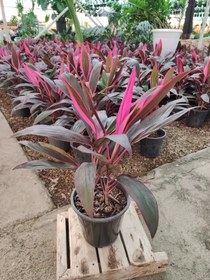 تصویر گیاه کوردیلین Cordyline (پس کرایه) 