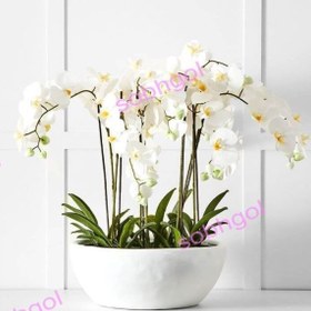 تصویر گل ارکیده شش شاخه ORK20 
