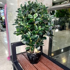 تصویر درختچه بونسای کوچک برگ ابلق مصنوعی 