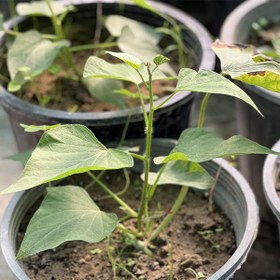 تصویر سیب زمینی شیرین بنفش 