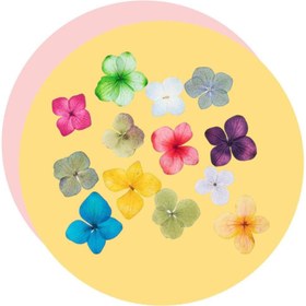 تصویر گل خشک هورتانسیا 