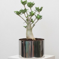 تصویر آدنیوم در گلدان بونسای استیل آینه ای 