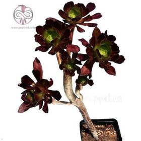 تصویر بذر ساکولنت آئونیوم آربوریوم آتروپورپورئوم 10 عددی 