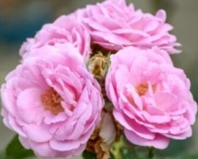 تصویر چگونگی پرورش گل محمدی 