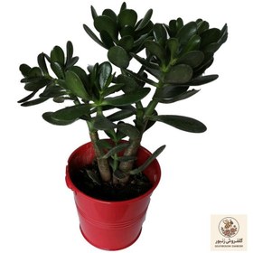 تصویر گیاه طبیعی کراسولا سکه ای کد gf12 | کد: ZNB-69Y 