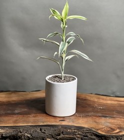 تصویر گیاه بامبو خاکی سیلور 