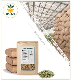 تصویر عدس خشک فله 