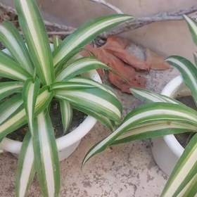 تصویر گیاه گندمی ابلق روشن سایز کوچک(spider plant) 