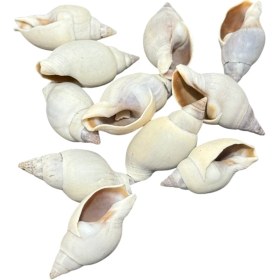 تصویر صدف کد 1170155 