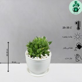 تصویر هاورتیا شیشه ای 