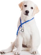 تصویر پکیج عقیم سازی سگ نر castration