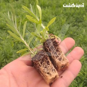 تصویر نشا اسطوخودوس انگلیسی 