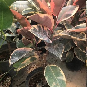 تصویر نهال فیکوس یاقوتی Ruby Ficus Seedling
