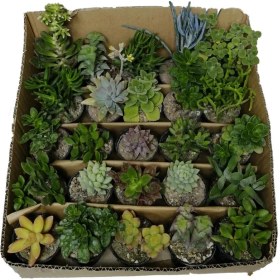 تصویر ساکولنت‌ 25 عددی 