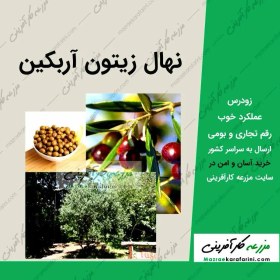 تصویر نهال زیتون آربکین 