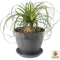 تصویر گیاه طبیعی لیندا مدل P-02 | کد: ZNB-3ZO 