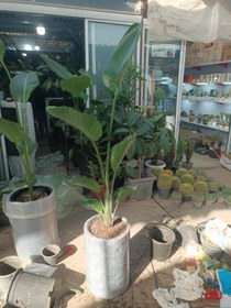 تصویر نخل نیکولای دو متری 