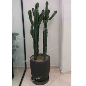 تصویر افوربیا اینگنس دوقلو EU02 