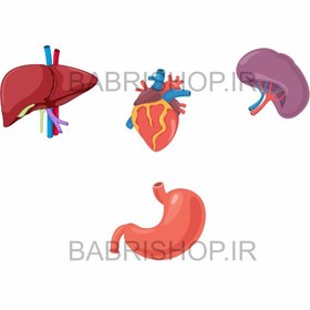 تصویر آناتومی بدن 