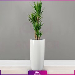 تصویر گلدان سفارشی بلند فایبرگلاس همراه با گیاه آپارتمانی یوکا 4 شاخه 
