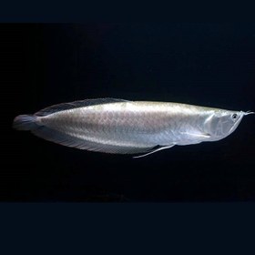 تصویر ماهی سیلور آروانا آمازون silver arowana 