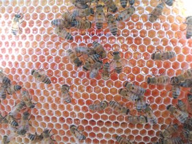 تصویر عسل بهاره خوش‌طعم 