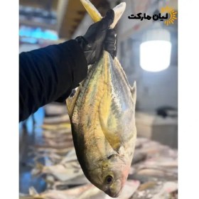 تصویر ماهی جش سفید وزن ۵ کیلوگرم 