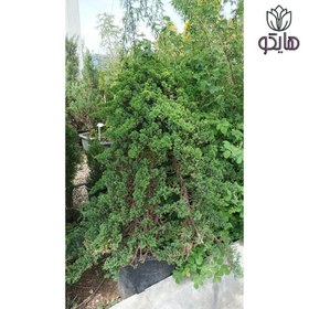 تصویر سرو ستاره‌ای 
