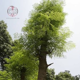 تصویر بذر درخت مورینگا 