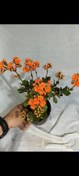 تصویر گل قاشقی نارنجی 