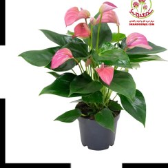 تصویر خرید آنتوریوم گل صورتی از فروشگاه تخصصی خرید گل آپارتمانی | انتخابی شیک از یک سایت حرفه‌ای Anthurium Pink