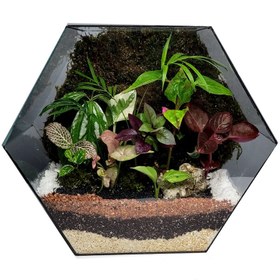 تصویر تراریوم مدل کندو 