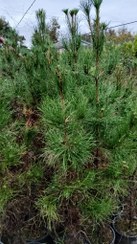 تصویر درختچه کاج تهران قد دو متر 