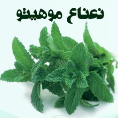 تصویر نعناع موهیتو 