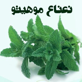 تصویر نعناع موهیتو 