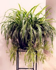 تصویر خرید گیاه گندمی برای دکوراسیون داخلی منزل 