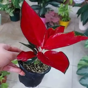 تصویر آگلونما رد ساکسوم جذابه لعنتی Aglaonema red suksom هزینه ارسال بصورت پس کرایه و بعهده مشتری می باشد 