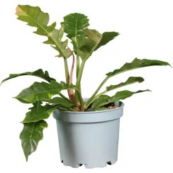 تصویر فیلودندرون رینگ آف فایر 