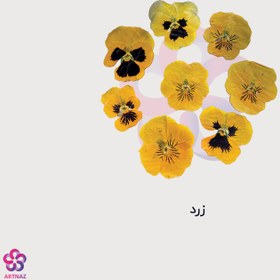 تصویر گل خشک بنفشه در 3 رنگ 