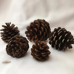 تصویر میوه تزیینی درخت کاج کد 62 مجموعه 5 عددی - مشکی 