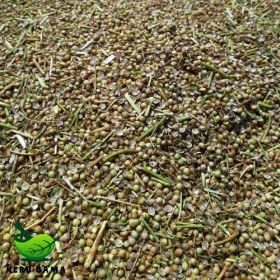 تصویر تخم گشنیز آسیابی 