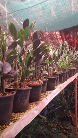 تصویر زاموفلیا سوپربلک 