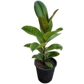 تصویر فیکوس ببری | کد: ZNB-H26 