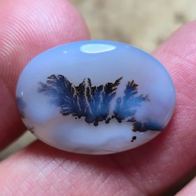 تصویر شجر قائنات 