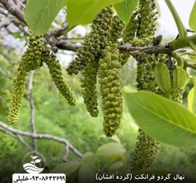 تصویر گردو فرانکت (گرده افشان) 