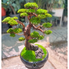 تصویر بنسای جاودان مه نشین 