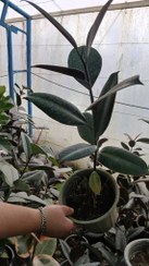 تصویر گل آپارتمانی زیبای فیکوس بلک 