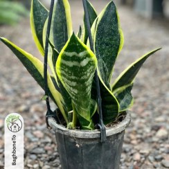 تصویر سانسوریا پاکوتاه لبه طلایی (دور طلایی) 